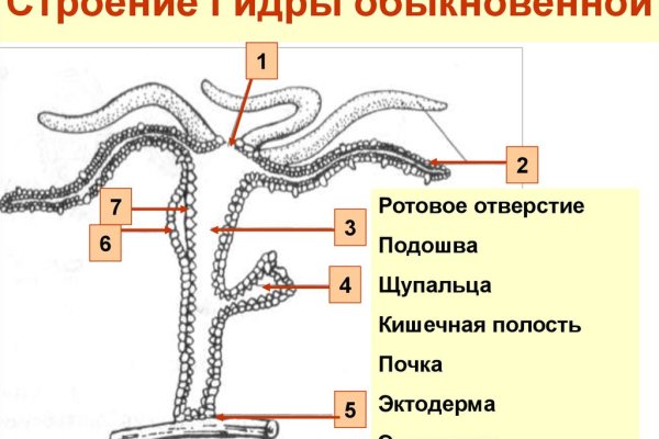 Кракен наркоторговец